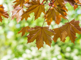 Tree branch with dark red leaves, Acer platanoides, the Norway maple Crimson King. Red Maple acutifoliate Crimson King, young plant with green background.