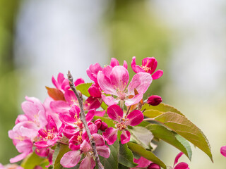 Obraz premium Fresh pink flowers of a blossoming apple tree with blured background