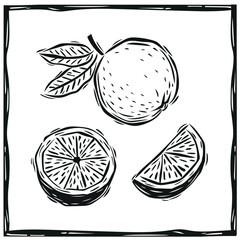 Orange whole and in pieces in woodcut style. Vector illustration in vintage style
