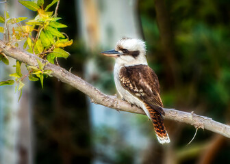 A Kookaburra, is a terrestrial tree kingfishers of the genus Dacelo	
