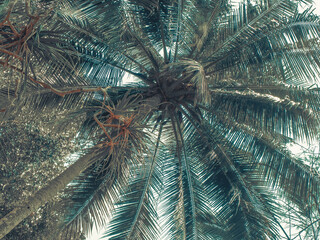 Fototapeta premium View of the palm tree from below.