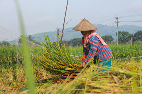 Mon Rice Stalks