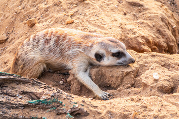 Fototapeta premium Meerkat suricatta family wildlife picture.