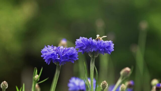 Bee collecting pollen from cornflower