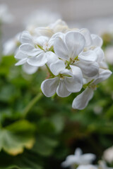 ベランダに咲く白いゼラニウムの花びらをクローズアップで撮影