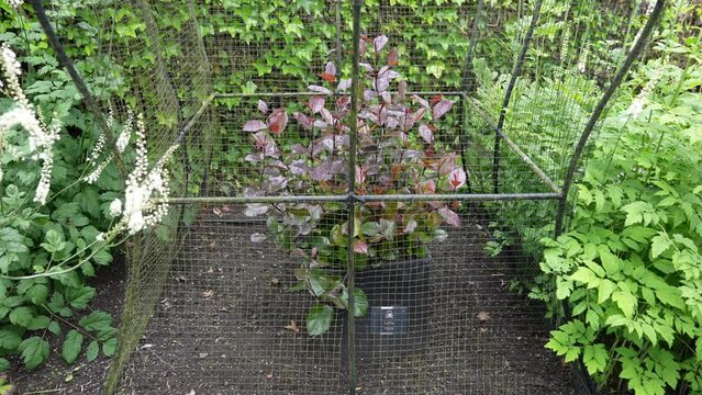 Kath aka Catha Edulis Plant Behind Fence, Close Up