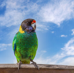 An Australian Ringneck also known as the Twenty-eight Parrot,	