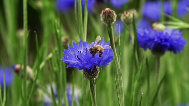 Bee collecting pollen from cornflower
