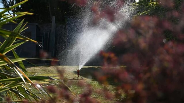 Garden sprinkler in sunlight plants in foreground, close focus and water dripping off plants.Spraying in circular motion.