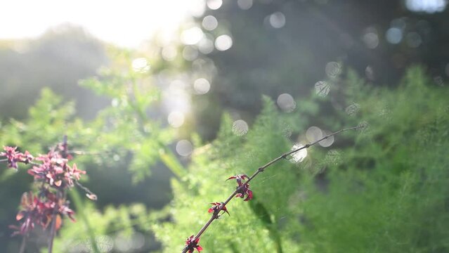 Fuchsia branch in foreground against bocca background of fennel and garden sprayer with sparkling water dropping and sunbursts in afternoon summer sunlight