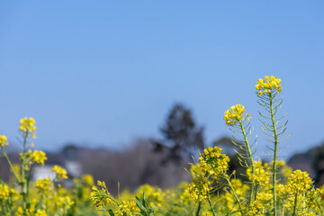 畑の菜の花