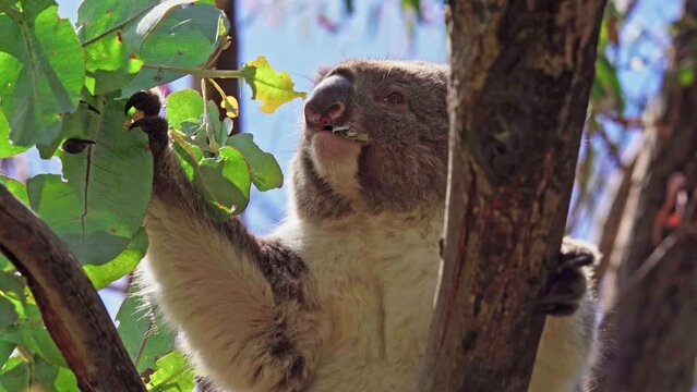 Koala eating leaves in the wild. Hanson Bay, Kangaroo Island, South Australia.