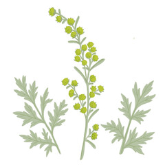 wormwood, field flower, vector drawing wild plants at white background, Artemisia absinthium ,floral element, hand drawn botanical illustration - obrazy, fototapety, plakaty