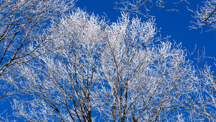 青空と霧氷の木の枝　冬景色