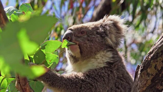 Koala eating leaves in the wild. Hanson Bay, Kangaroo Island, South Australia.