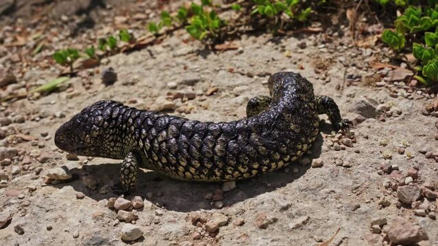 Closeup of a bobtail lizard eating off the ground