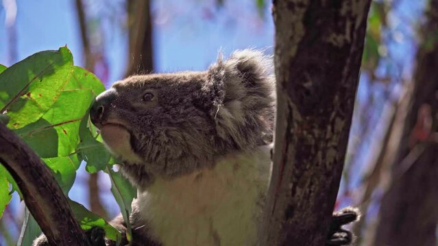 Koala eating leaves in the wild. Hanson Bay, Kangaroo Island, South Australia.