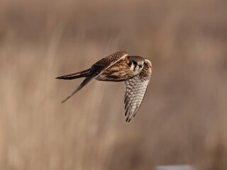 Kestrel in flight