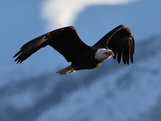 Bald eagle flying 