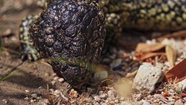 Closeup of a bobtail lizard eating off the ground
