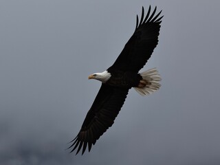 american bald eagle