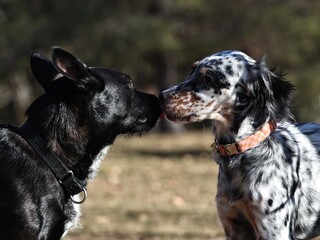 Two dogs in love