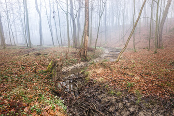 Obraz premium foggy woodland in the early spring, forrest creek turning in the distance, morning