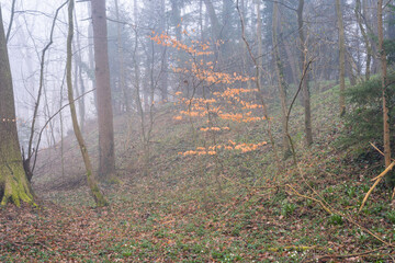 small tree with yellow brown leafs in the forrest, in the middle of the very tall trees, stand out