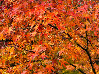 Colorful leaves of Japanese maple tree during the autumn season in Japan