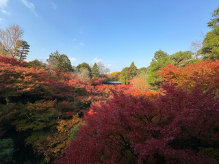 Autumn leaves of kyoto japanese garden with blue sky
