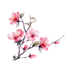 Sakura on branches tree. Watercolor illustration blossoming cherry isolated on white and transparent background design element, romantic symbol spring.