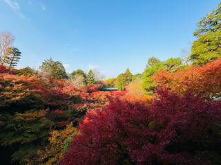 Autumn leaves of kyoto japanese garden with blue sky
