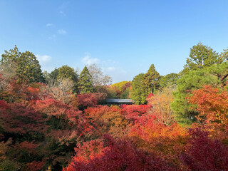 Autumn leaves of kyoto japanese garden with blue sky
