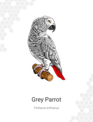 Grey Parrot - Psittacus erithacus illustration