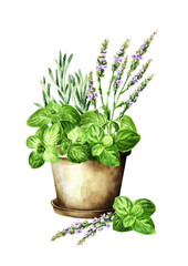 Kitchen fragrant herbs in flower pot.  Hand drawn watercolor illustration, isolated on white background