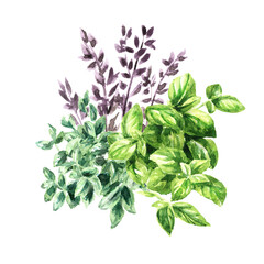 Kitchen fragrant herbs, Hand drawn watercolor  illustration isolated on white background