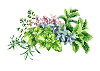 Kitchen fragrant herbs. Hand drawn watercolor  illustration isolated on white background