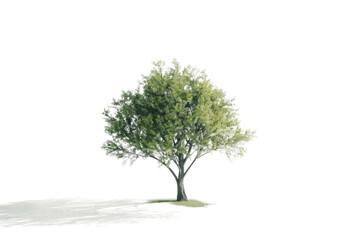 The Tree Isolated On Transparent Background