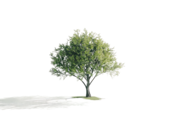 The Tree Isolated On Transparent Background