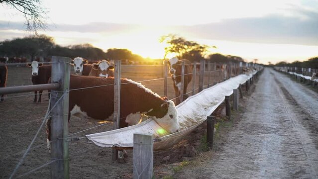 Cows feeding at trough on rural farm at sunset, warm golden hour light, serene countryside