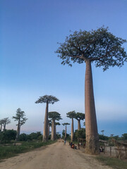 Baobab tree in Madagascar