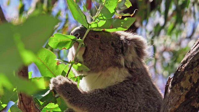 Koala eating leaves in the wild. Hanson Bay, Kangaroo Island, South Australia.