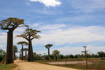 Baobab tree in Madagascar