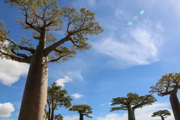 Fototapete Rund Baobab tree in Madagascar © Hanlu