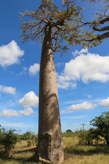 Baobab tree in Madagascar