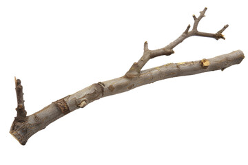 Beauty of a Dry Tree Branch Isolated On Transparent Background