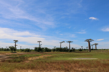 Baobab tree in Madagascar