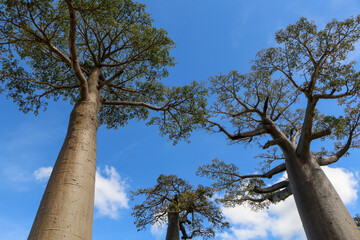Baobab tree in Madagascar