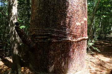 Baobab tree in Madagascar