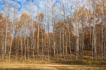 Aspen trees growing along the forest.